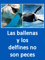 Ballenas Delfines